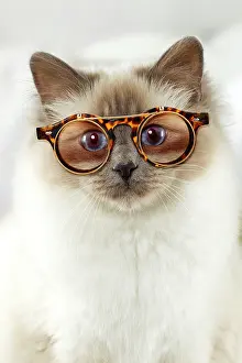 Birman: Cat - Birman