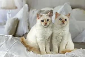 Bedroom: Cat - Birman. on a bed