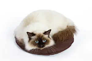 Pillow: Cat - Birman - curled up on pillow / cushion