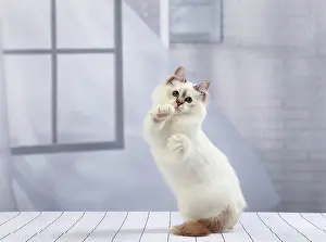 Clapping: Cat Birman kitten
