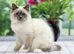 Birman: Cat Birman kitten