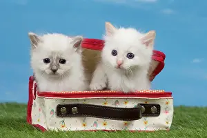 Suitcase: Cat Birman kitten in a bag