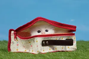 Secret: Cat Birman kitten in a bag