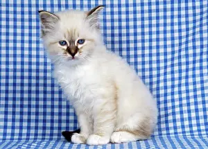 Check: CAT - Birman kitten on check material