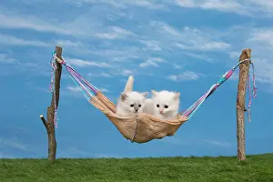 Hammock: Cat Birman kitten in a hammock