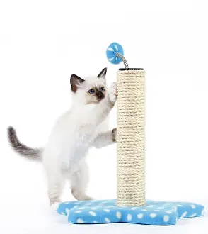 Scratch: Cat - Birman kitten playing with scratch post