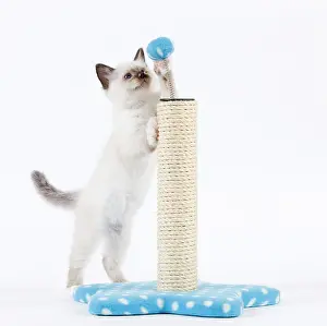 Scratch: Cat - Birman kitten playing with scratch post