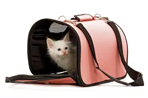 Carriers: Cat - Birman kitten in studio in cat carrying bag