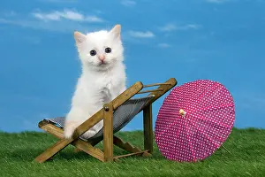 Deckchair: Cat Birman kitten on a sun lounger / deck
