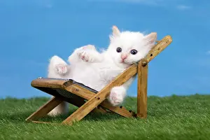 Deckchair: Cat Birman kitten on a sun lounger / deck chair