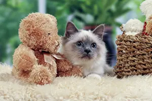 Teddies: Cat