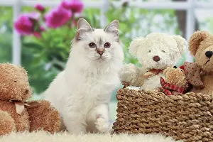 Teddies: Cat
