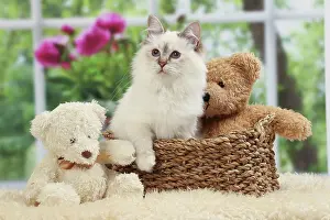 Teddies: Cat