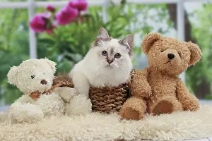 Teddies: Cat