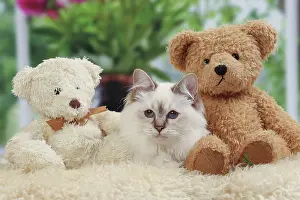 Teddies: Cat