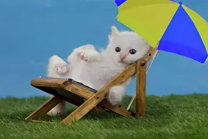 Deck: Cat - Birman kitten on toy deck chair with umbrella