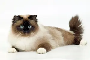 Wagging: Cat - Birman, twitching tail
