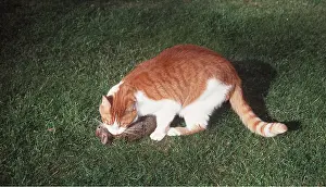 Biting: CAT - biting neck of dead rabbit