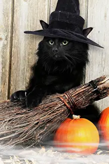 Fancy: CAT - Black Cat