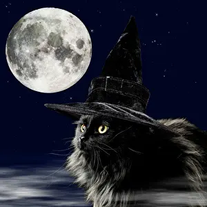 Fancy: CAT - Black Cat