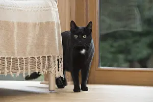 051217: CAT. Black cat next to a chair