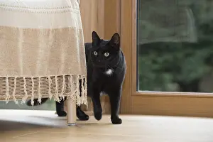 051217: CAT. Black cat next to a chair