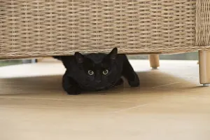 Sofa: CAT. Black cat under a chair