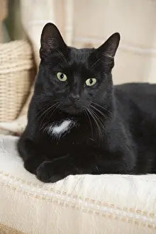 051217: CAT. Black cat in a chair