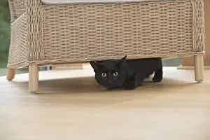 Peeking: CAT. Black cat under a chair