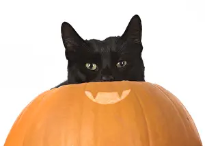 Hallowe En: CAT. Black cat in a pumpkin, studio