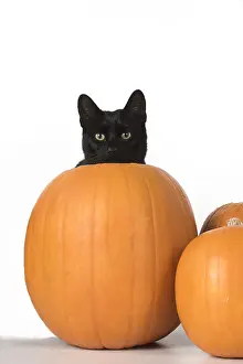 Hallowe En: CAT. Black cat in a pumpkin, studio