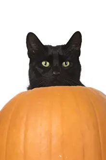 Hallowe En: CAT. Black cat in a pumpkin, studio