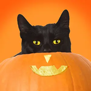 040718: CAT. Black cat in a pumpkin, studio. Digital manipulation