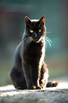 Lucky: Cat - Black cat on stone wall