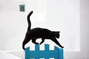 Stray: Cat - black cat walking along wall - Stray