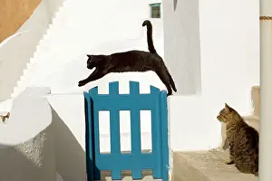 Stray: Cat - black cat walking along wall - Stray
