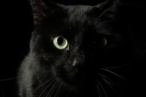 Highlight: CAT. black cats face with moon shaped highlight