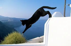 Santorini: CAT- Black, jumping off wall