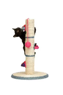 Clawing: Cat - black kitten on activity play centre / scratch post