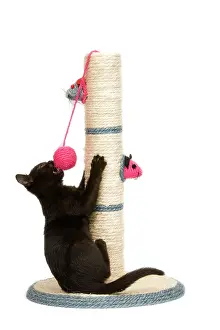 Clawing: Cat - black kitten on activity play centre / scratch post