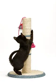 Clawing: Cat - black kitten on activity play centre / scratch post