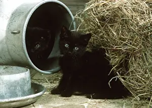 Barns: CAT - two black kittens in milk churn