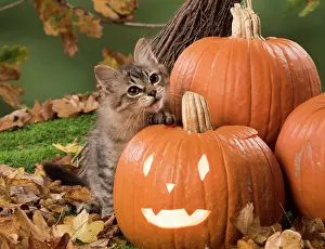 Mackerel: Cat Black Mackerel Tabby Tiffanie with Pumpkins