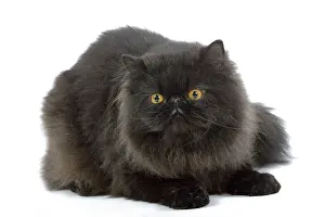 Supernatural: Cat - Black Persian