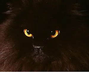 Sinister: CAT - BLACK PERSIAN
