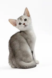 Abyssinians: Cat Black & Silver Abyssinian kitten