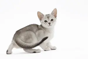 Abyssinians: Cat Black & Silver Abyssinian kitten