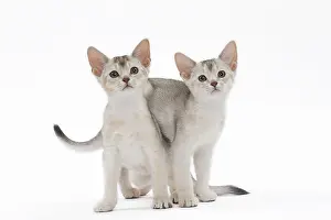Abyssinians: Cat Black & Silver Abyssinian kitten