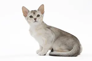 Abyssinians: Cat Black & Silver Abyssinian kitten