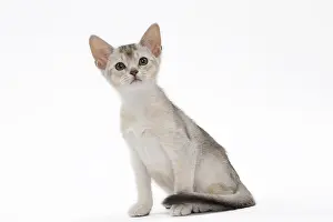 Abyssinians: Cat Black & Silver Abyssinian kitten